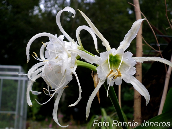 Narcisslilja (Hymenocallis Festalis)